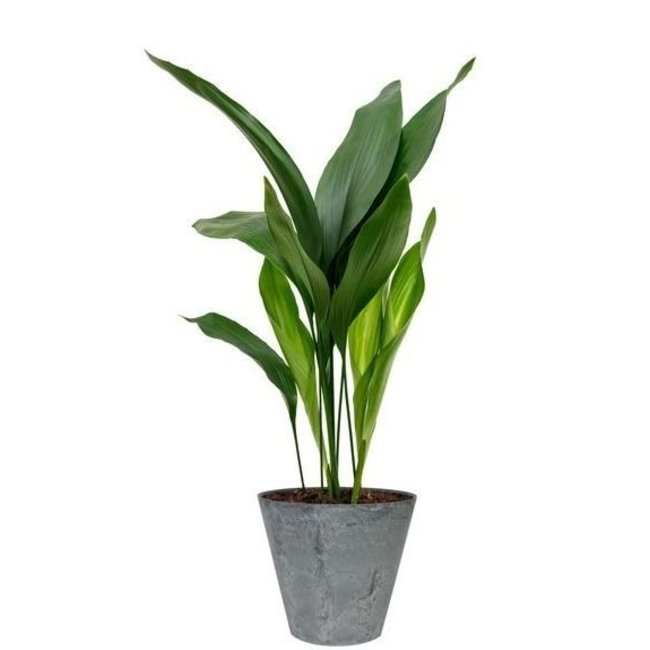 Aspidistra in Artstone pot