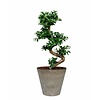 Ficus Bonsai in Artstone pot