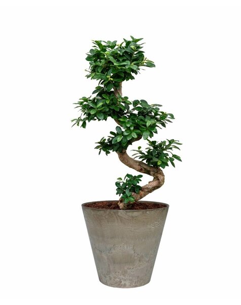 Artstone Ficus Bonsai in Artstone pot