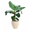 Musa Dwarf in Polystone pot