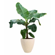 Musa Dwarf in Polystone pot