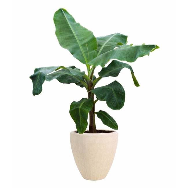 Musa Dwarf in Polystone pot