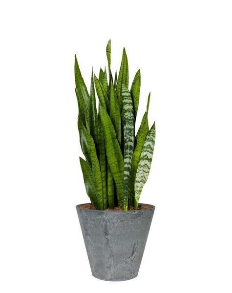 Artstone Sansevieria in Grey Artstone pot