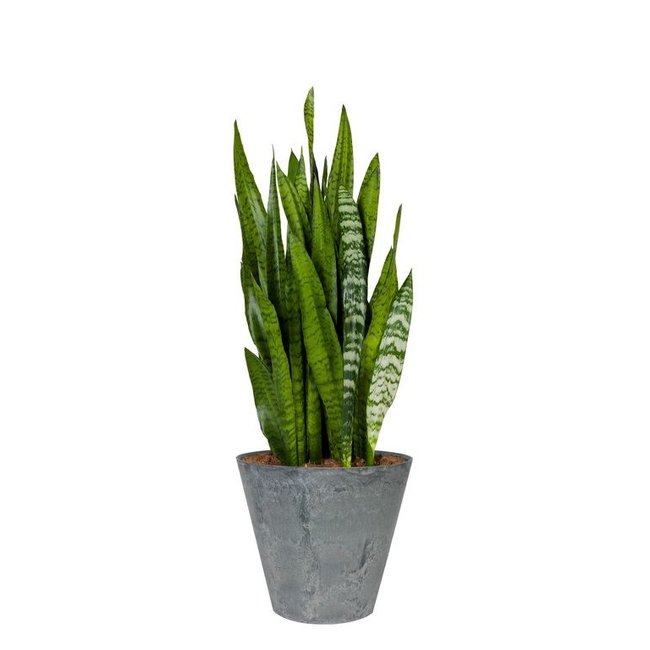 Sansevieria in Grey Artstone pot