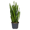 Sansevieria in Grey Artstone pot