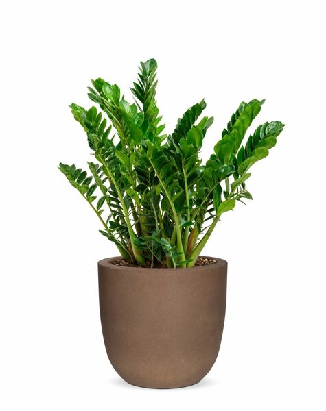 Capi Zamioculcas in Capi pot