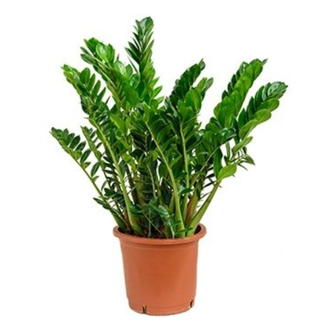 Zamioculcas in Capi pot