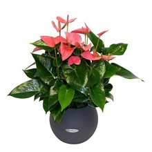 Lechuza Anthurium roze in zelfwatergevende pot