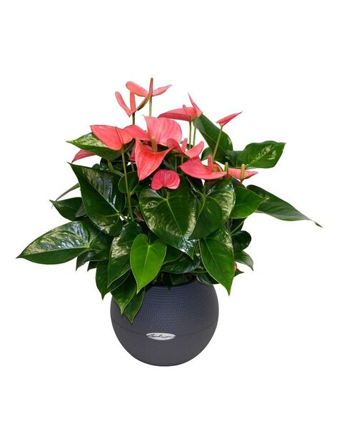 Lechuza Anthurium roze in zelfwatergevende pot