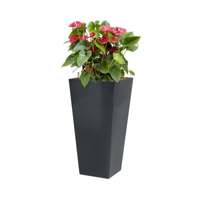 Anthurium in antraciete zelfwatergevende pot