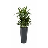 Dracaena Janet in antraciete zelfwatergevende pot