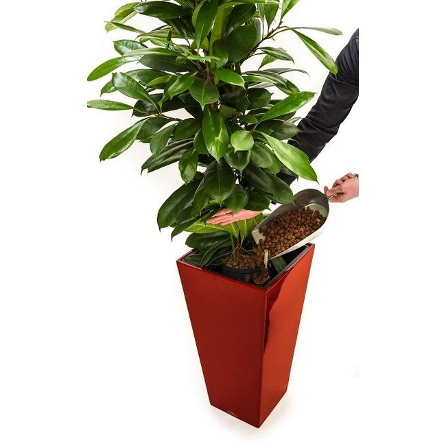 Dracaena Janet in antraciete zelfwatergevende pot