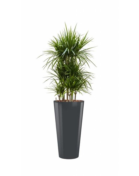 Dracaena Marginata in antraciete zelfwatergevende pot