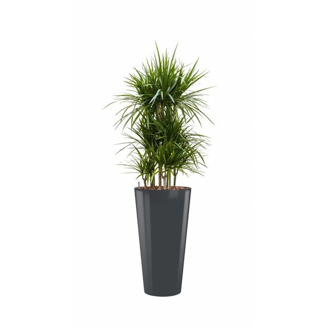 Dracaena Marginata in antraciete zelfwatergevende pot