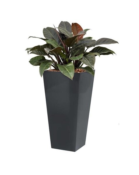 Philodendron in antraciete zelfwatergevende pot