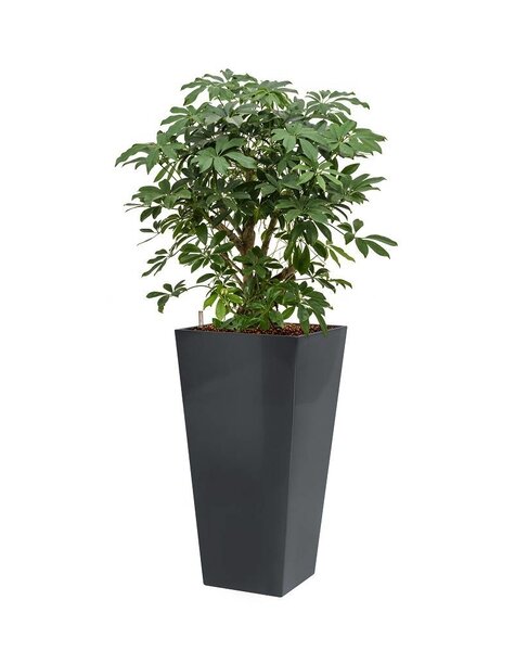 Schefflera in antraciete zelfwatergevende pot