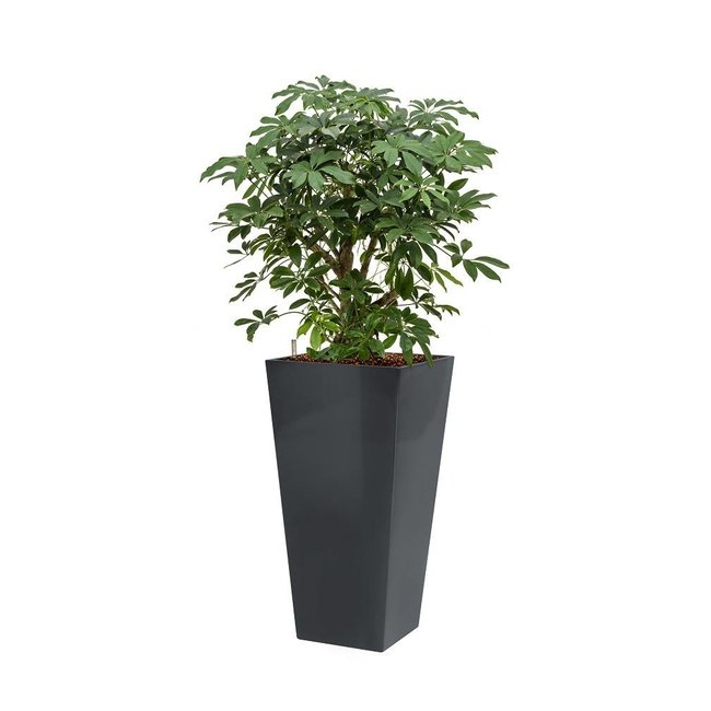 Schefflera in antraciete zelfwatergevende pot