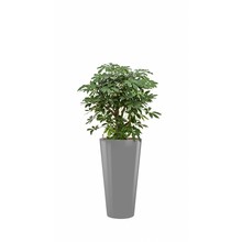 Schefflera bush in grijze zelfwatergevende pot