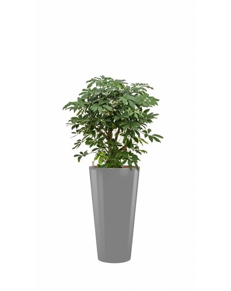 Schefflera bush in grijze zelfwatergevende pot