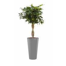 Schefflera in grijze zelfwatergevende pot