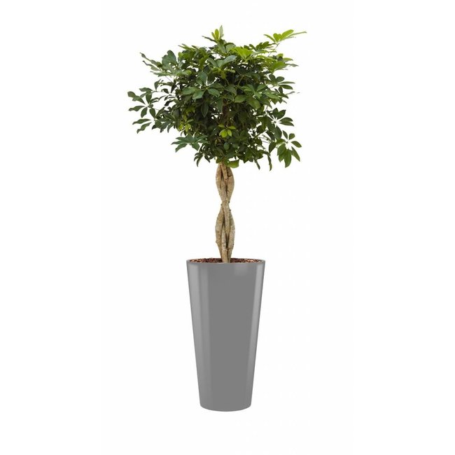 Schefflera in grijze zelfwatergevende pot