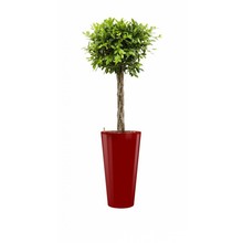 Ficus Nitida in rode zelfwatergevende pot