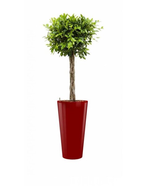 Ficus Nitida in rode zelfwatergevende pot