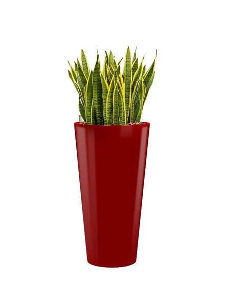 Sansevieria Laurentii in rode hydrocultuur pot