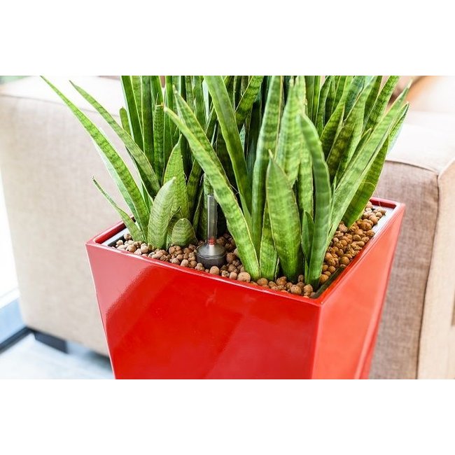 Sansevieria Laurentii in rode hydrocultuur pot