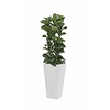 Ficus in witte zelfwatergevende pot