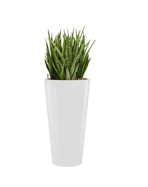 Sansevieria Kirkii in witte hydrocultuur pot