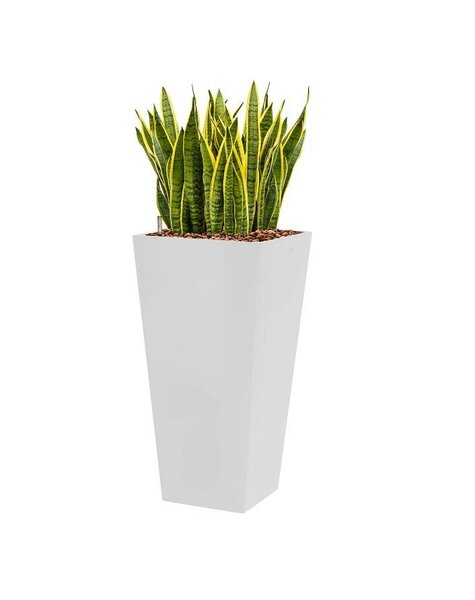 Sansevieria laurentii in witte hydrocultuur pot