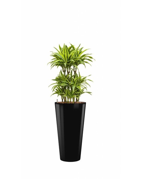 Dracaena in zwarte zelfwatergevende pot