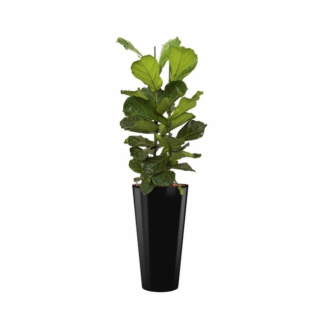 Ficus Vioolblad in zwarte zelfwatergevende pot