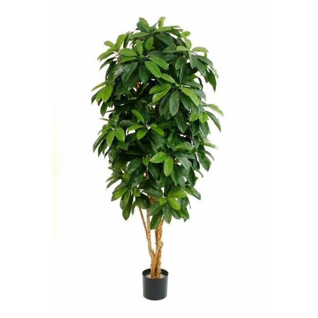 Schefflera  kunstplant