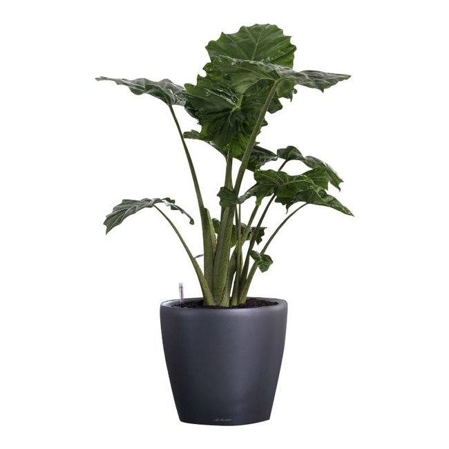 Alocasia Portadora in zelfwatergevende pot