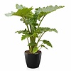 Alocasia Portadora in zelfwatergevende pot