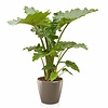 Alocasia Portadora in zelfwatergevende pot