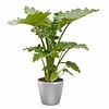 Alocasia Portadora in zelfwatergevende pot