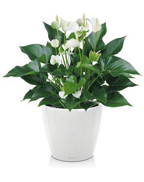 Lechuza Anthurium White Champion in zelfwatergevende pot