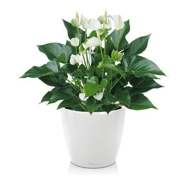 Anthurium White Champion in zelfwatergevende pot