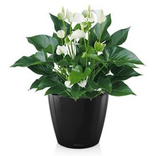 Lechuza Anthurium White Champion in zelfwatergevende pot