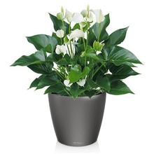 Lechuza Anthurium White Champion in zelfwatergevende pot