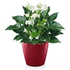 Anthurium White Champion in zelfwatergevende pot