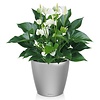 Anthurium White Champion in zelfwatergevende pot