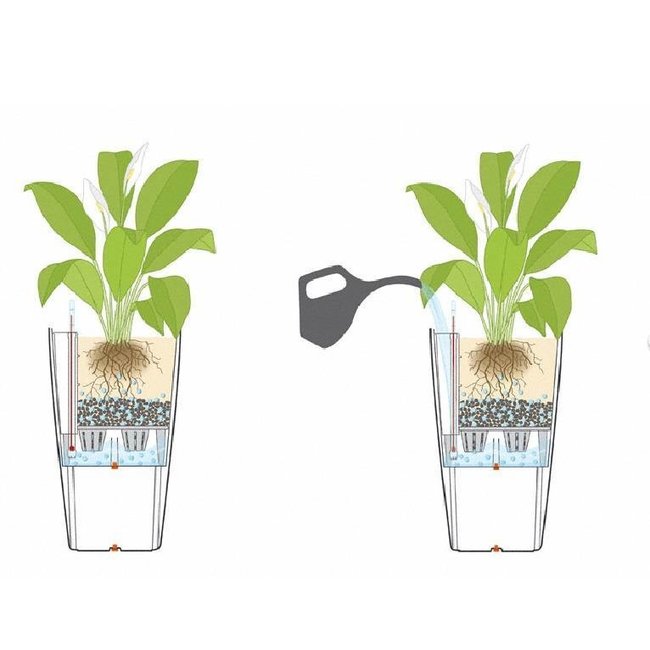 Lepelplant in zelfwatergevende pot