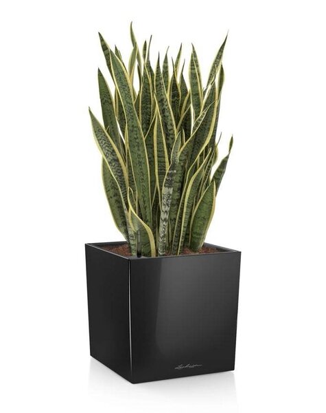 Lechuza Sansevieria in zelfwatergevende cube