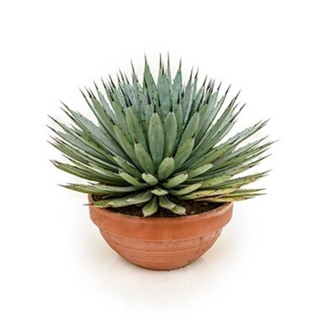 bodem Interpretatie Inspiratie Jouw Agave macroacantha kopen? - Fleurdirect