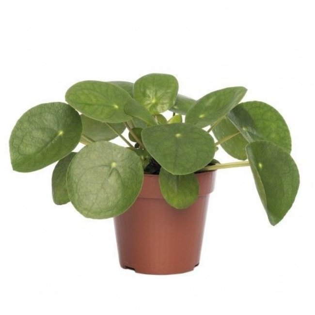 Pilea pannenkoekenplant