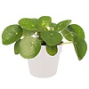 Pilea ''pannenkoekplant'' in Elho pot